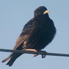 ¿Por qué no se electrocutan las aves cuando se sientan en cables?